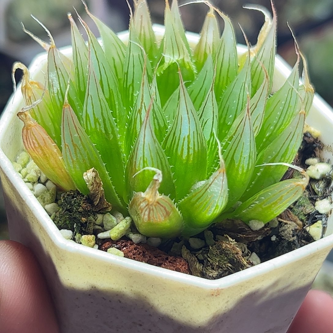 大卫母本十二卷十二卷