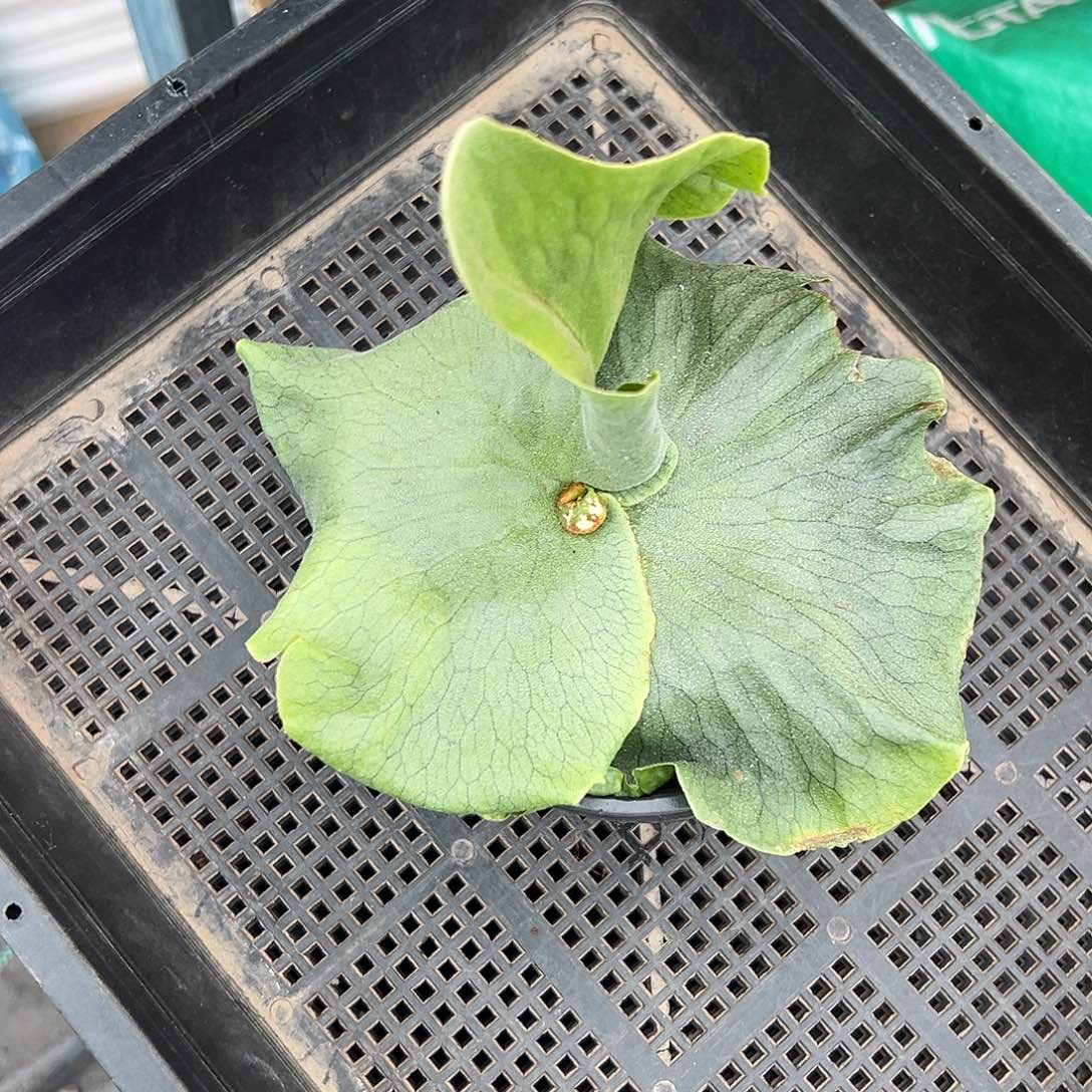 完全开放女王随机发货不售后