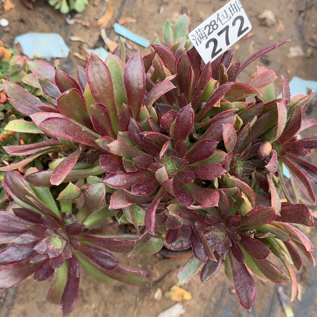 女王多肉272满28包邮断枝不包