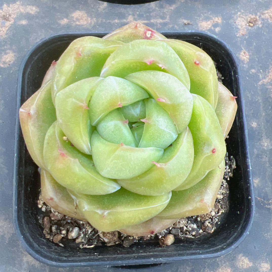 70#大翡翠珍妮单头4-6cm）-带盆土