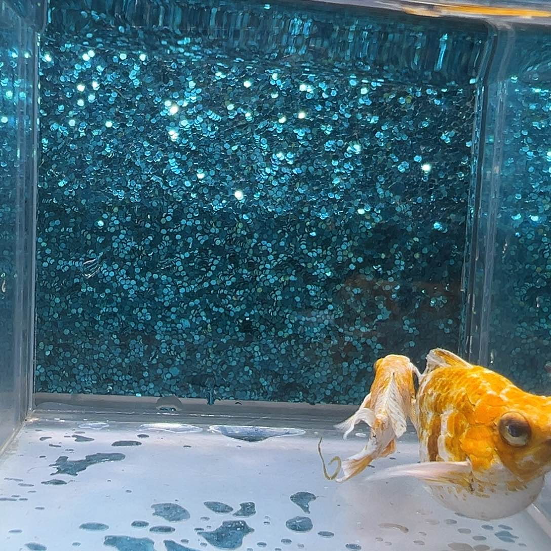 孔雀鱼樱花玛丽一对0018