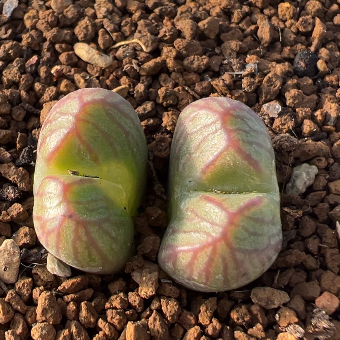 42多肉植物百科送奶工