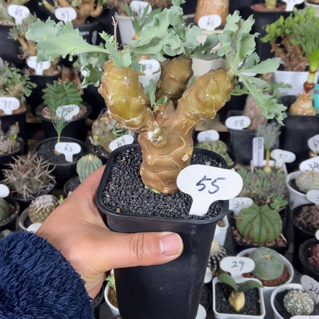 蛮鬼塔加雪鹿后盾菊杂