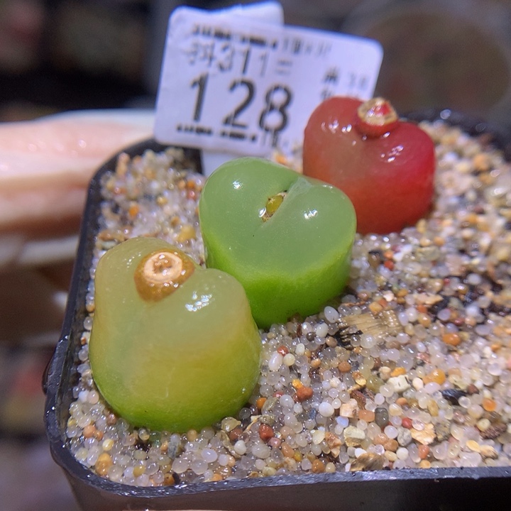 精品生石花311.128