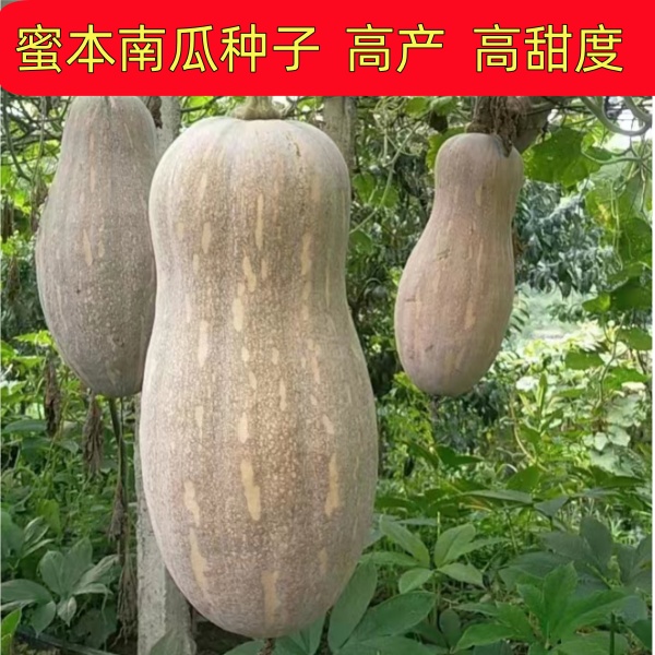 喜丰蜜本高产高甜度超粉超甜超面南瓜种子春秋晚熟全国可种品种