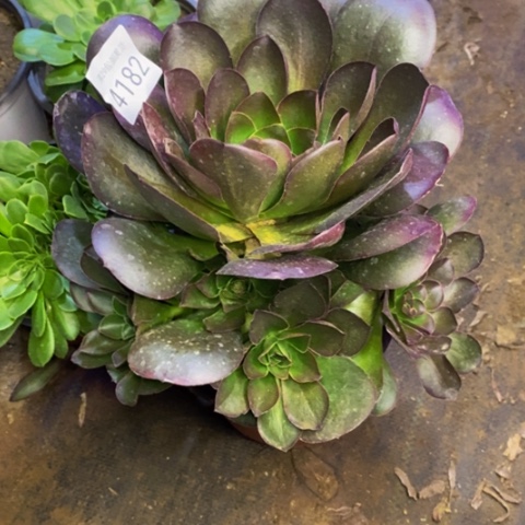 魅金玫瑰多肉植物4182