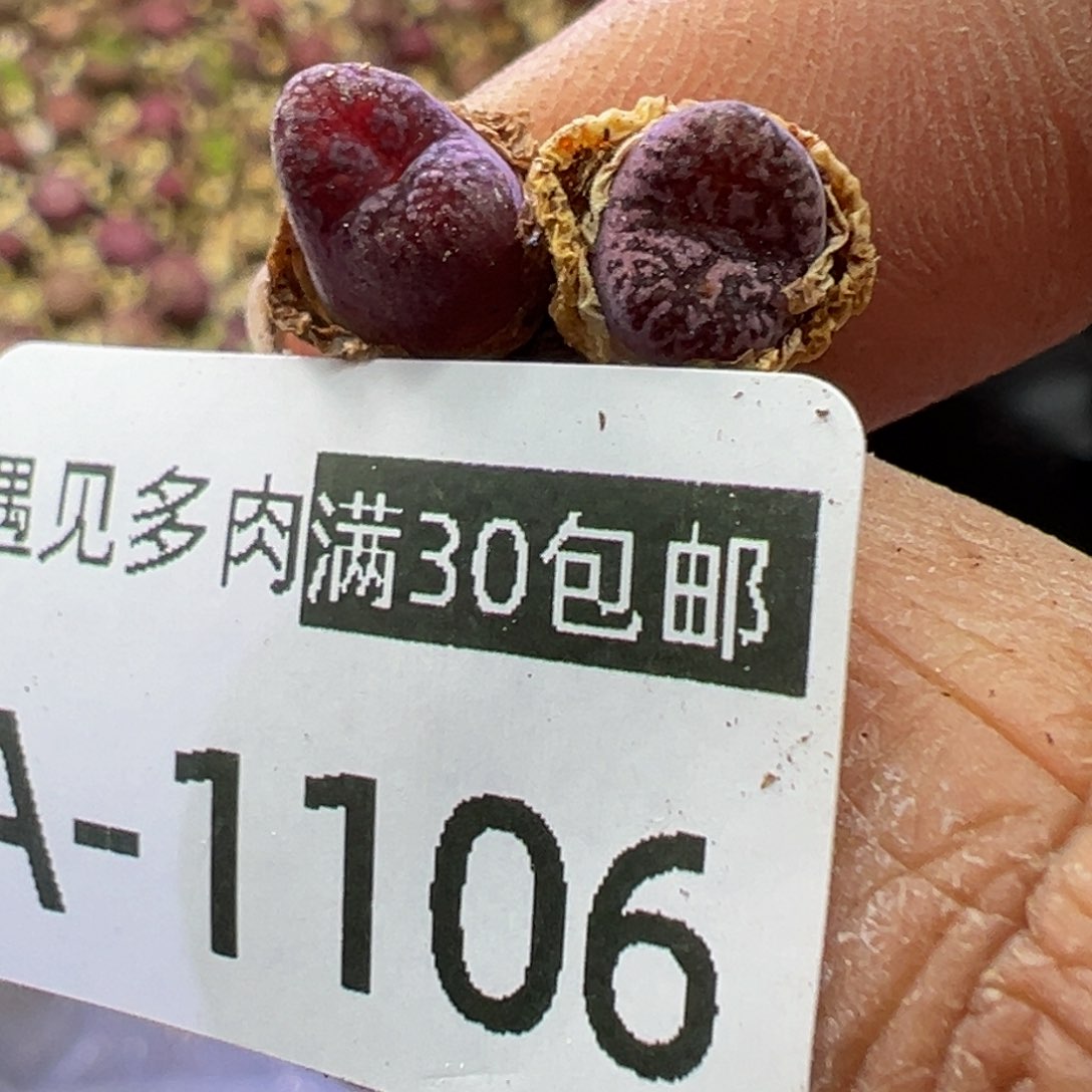 多肉植物11111111111111