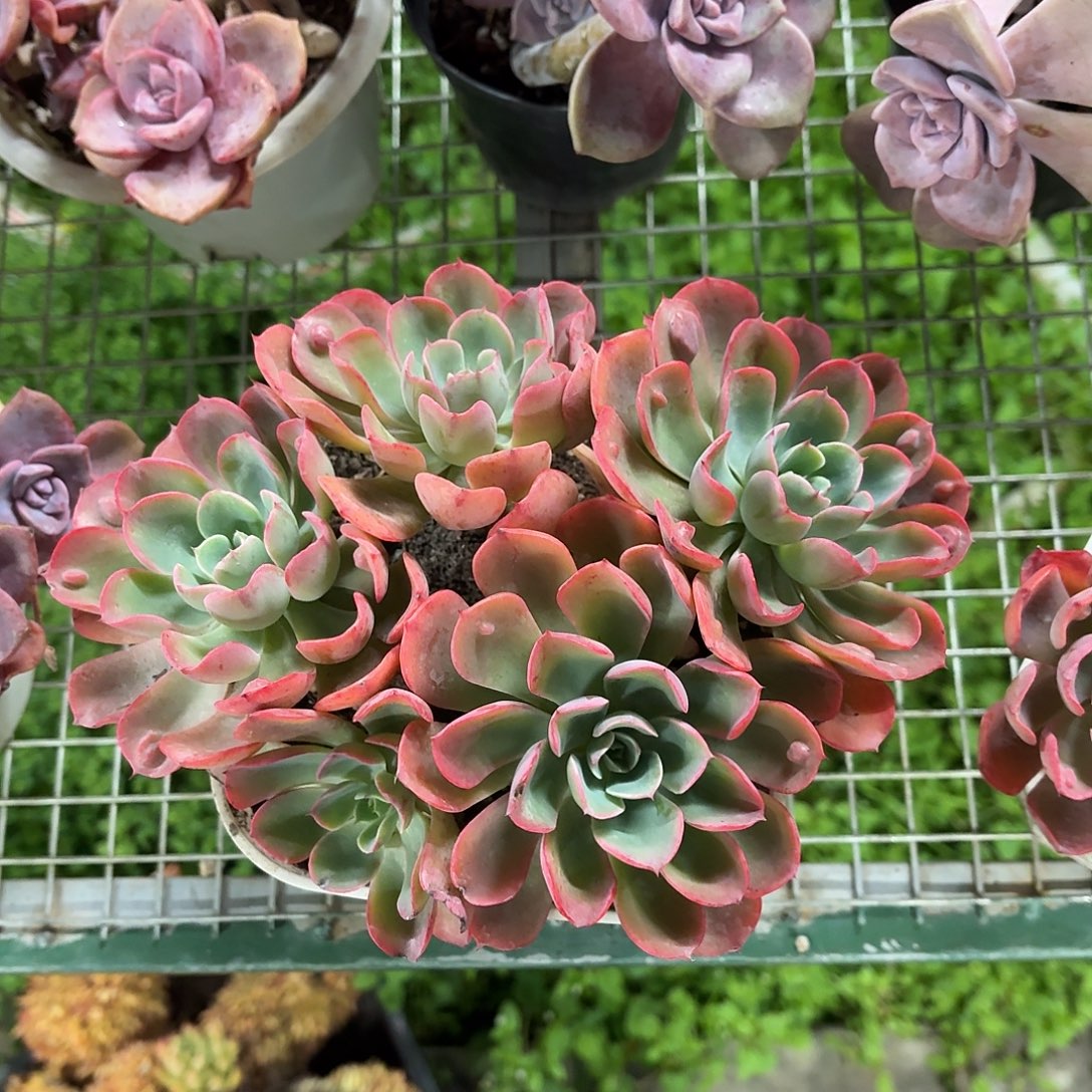 雨滴老桩大群冠幅20㎝