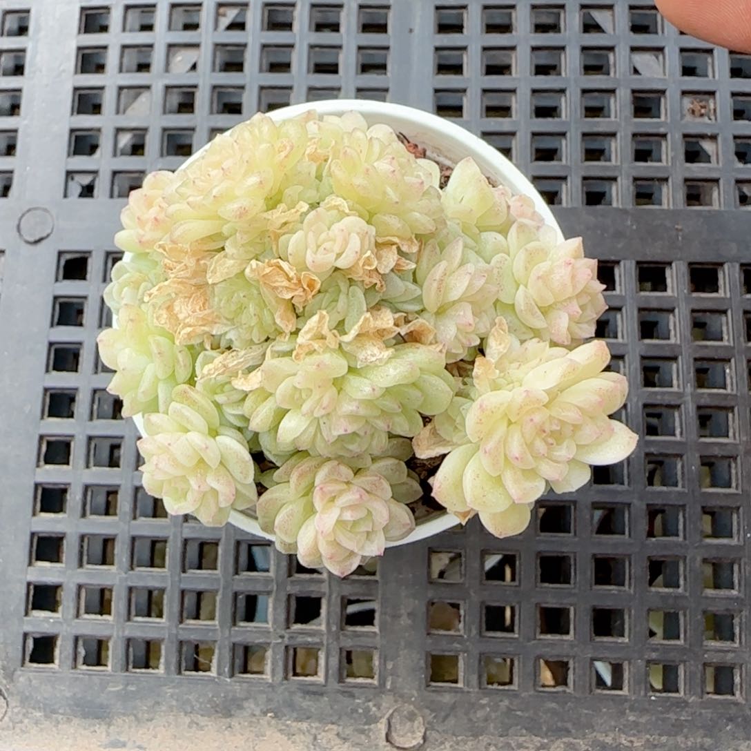 我****猫【闪购商品】0210-119（ttp-224）