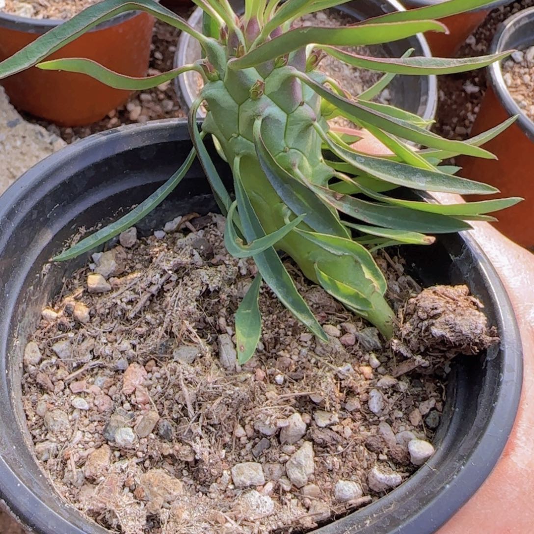 K***g块根植物块根植物