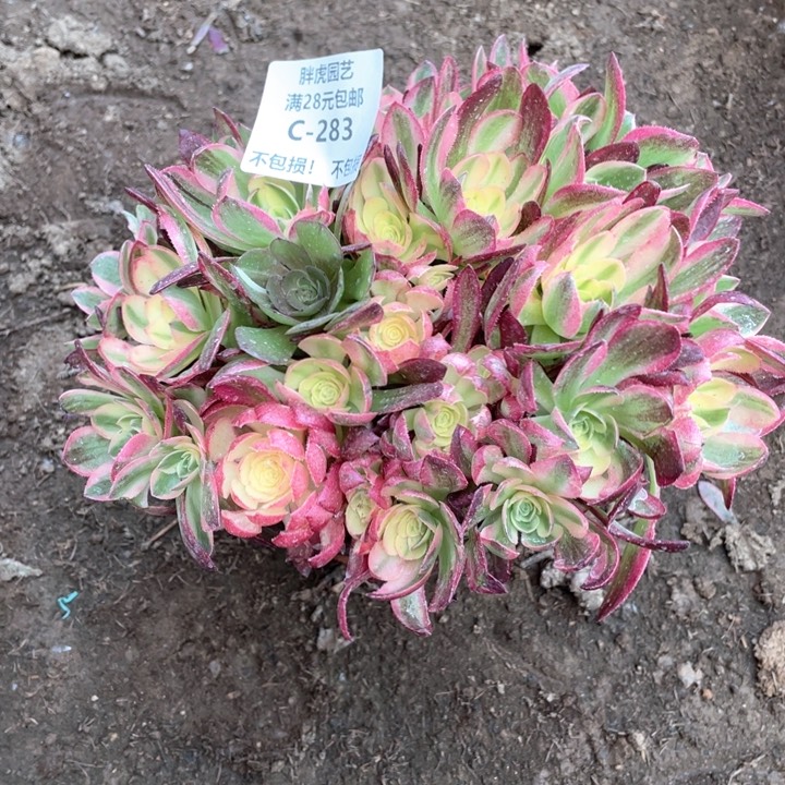 283粉体海王多肉法师丛林