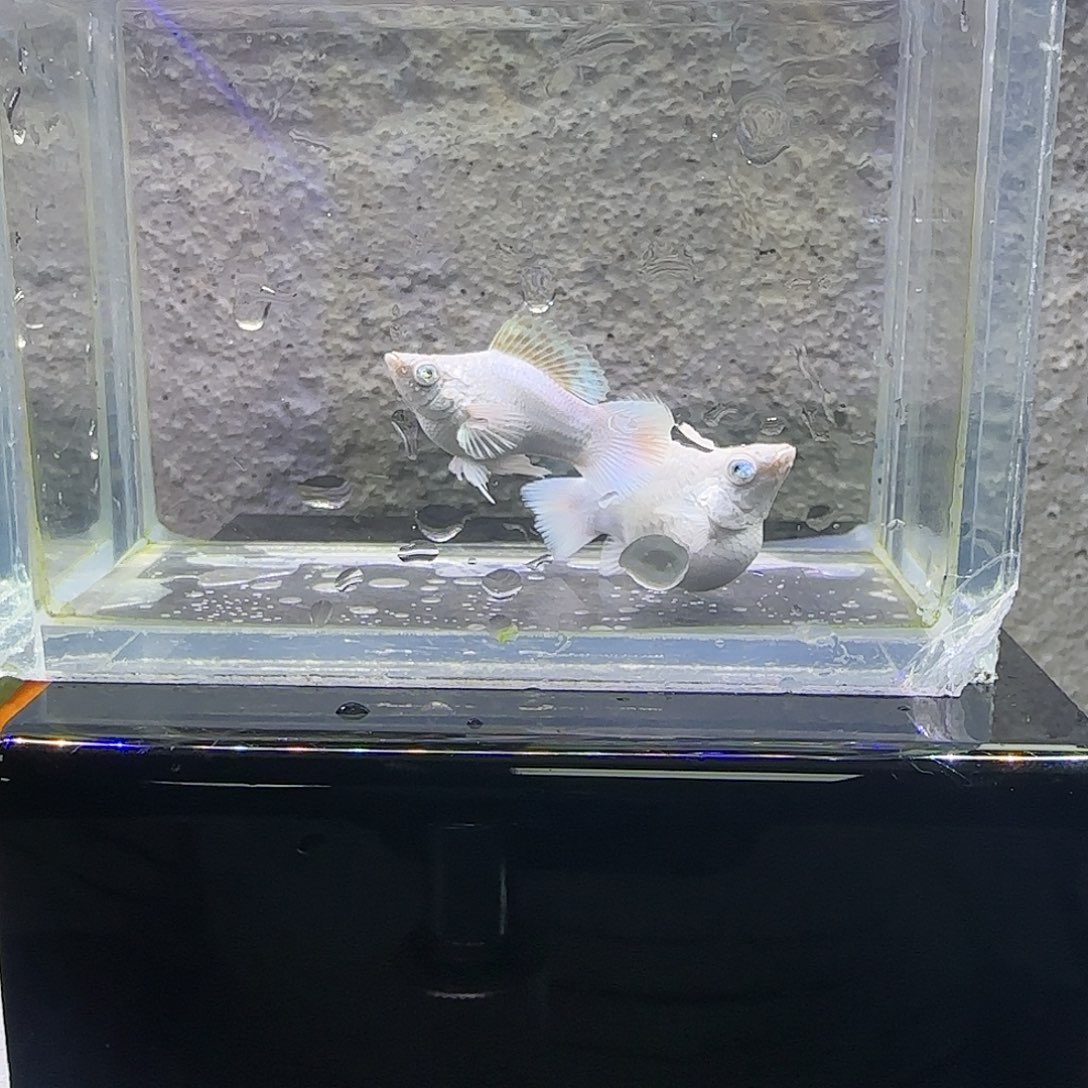 黑玛丽鱼铂金麒麟。45号