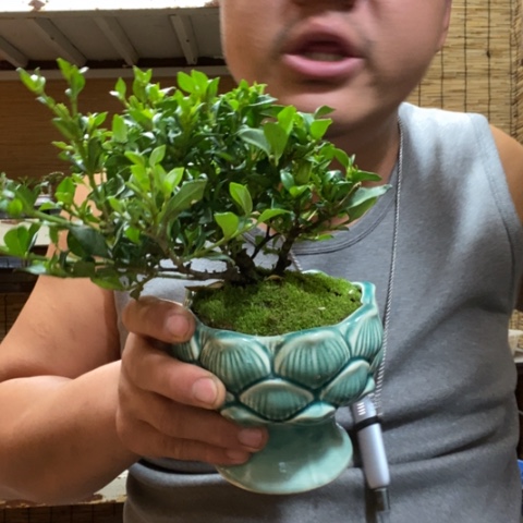 红陶一物一拍所见即所得187