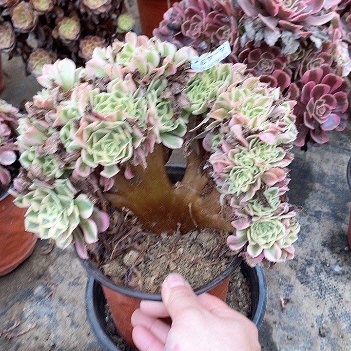 432女巫缀多肉清棚福利