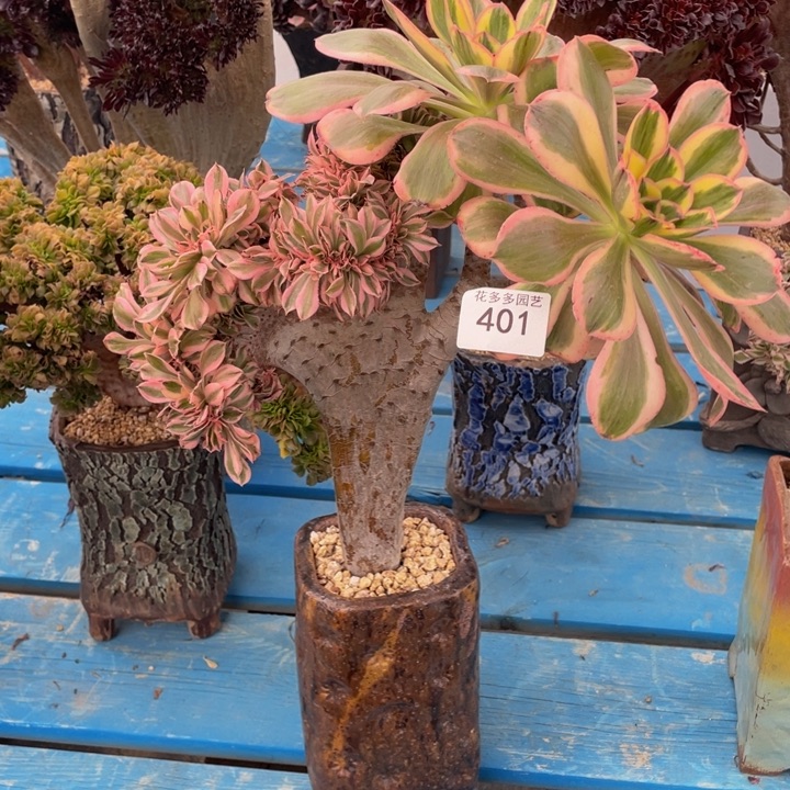 401号燕姿锦法师缀化