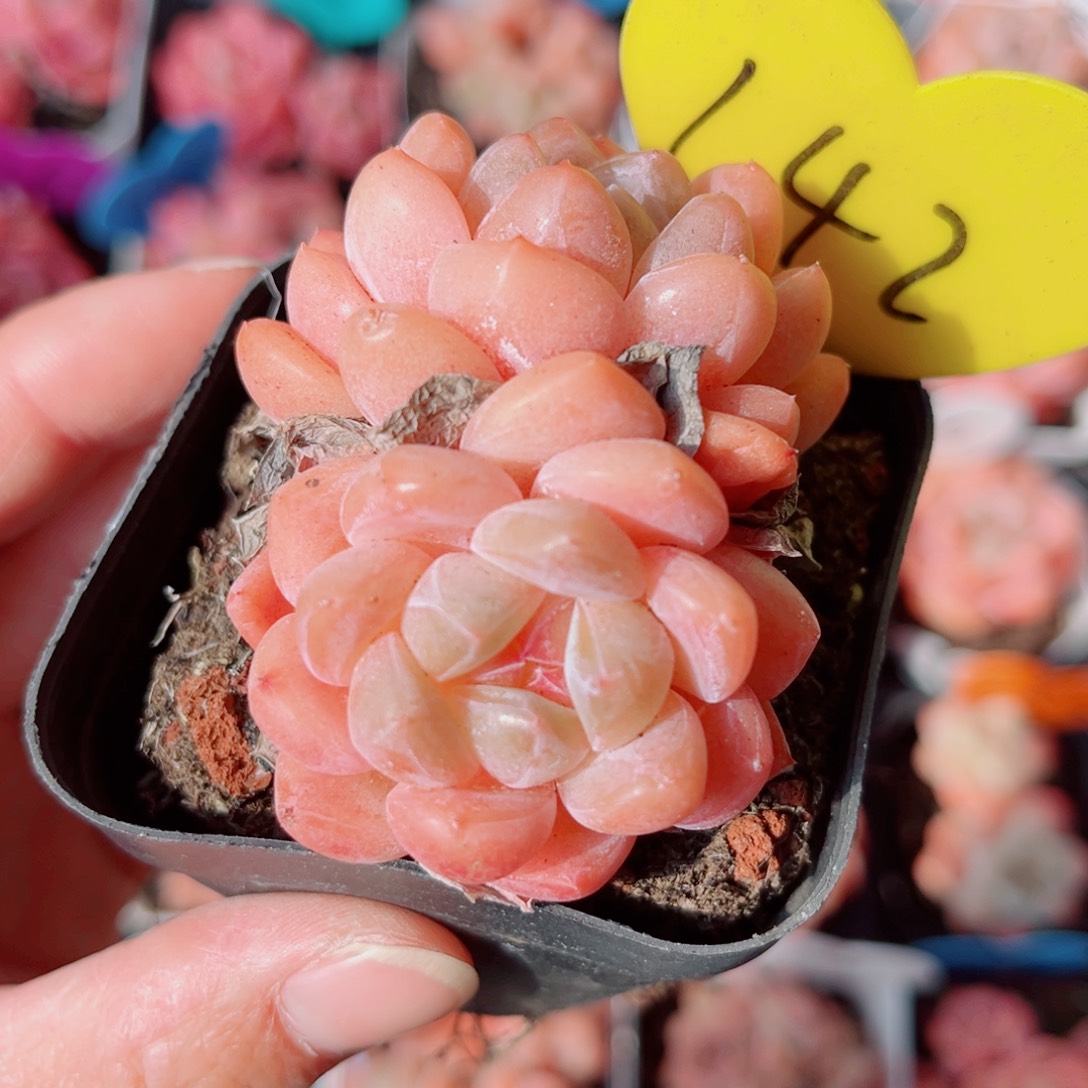 142号小老桩糖心双头