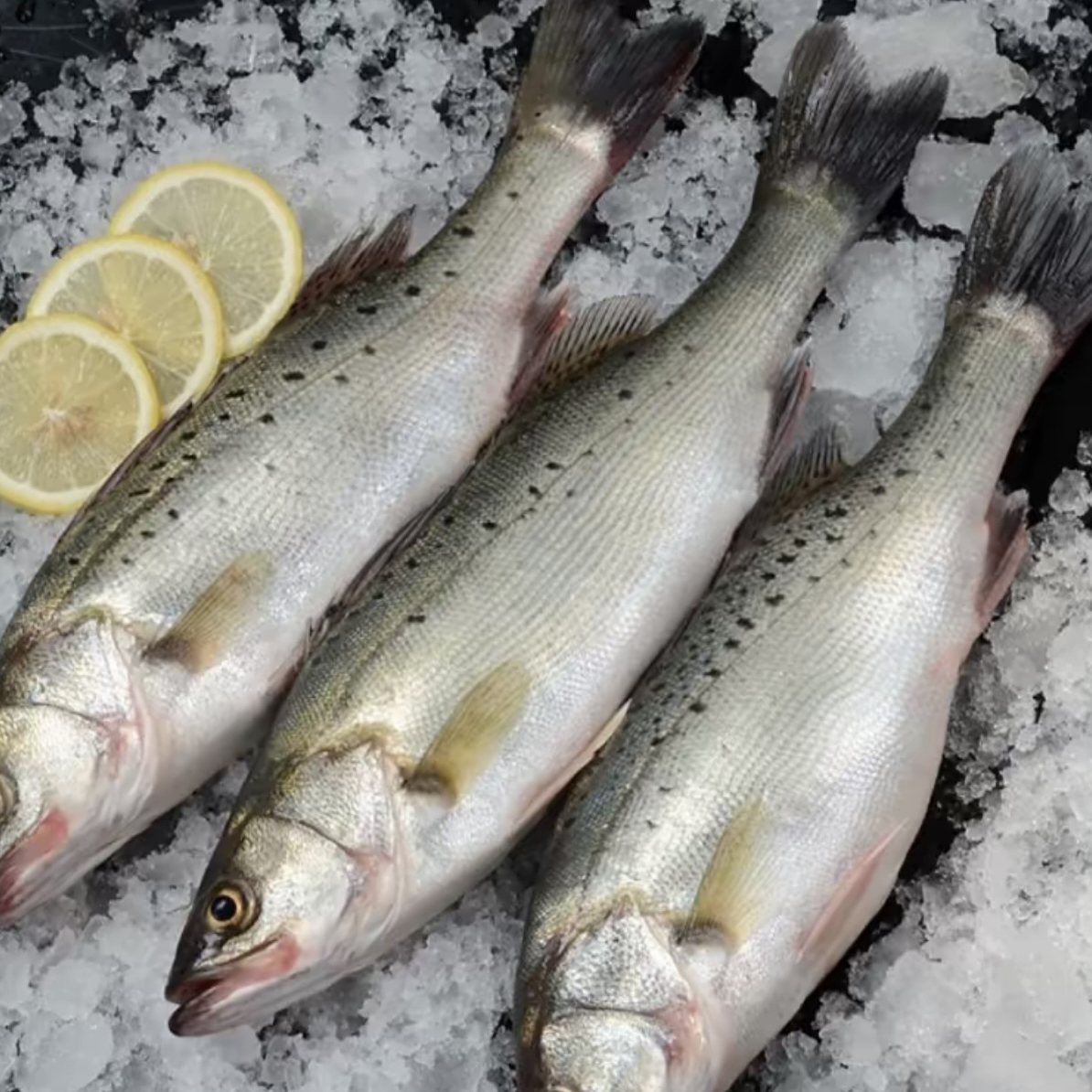 渤海湾纯野生鲈鱼（顺丰快递）