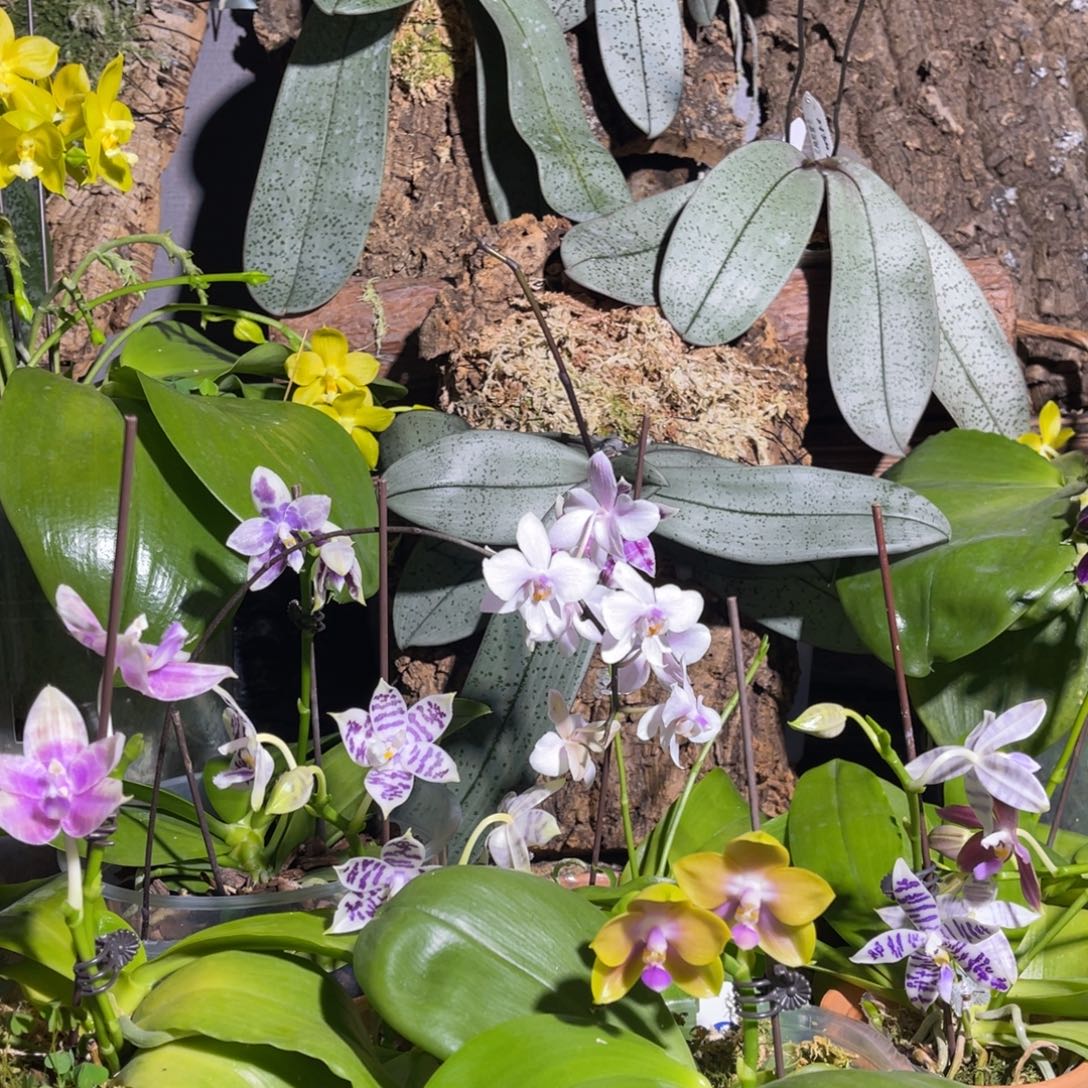 完全开放蝴蝶兰木板