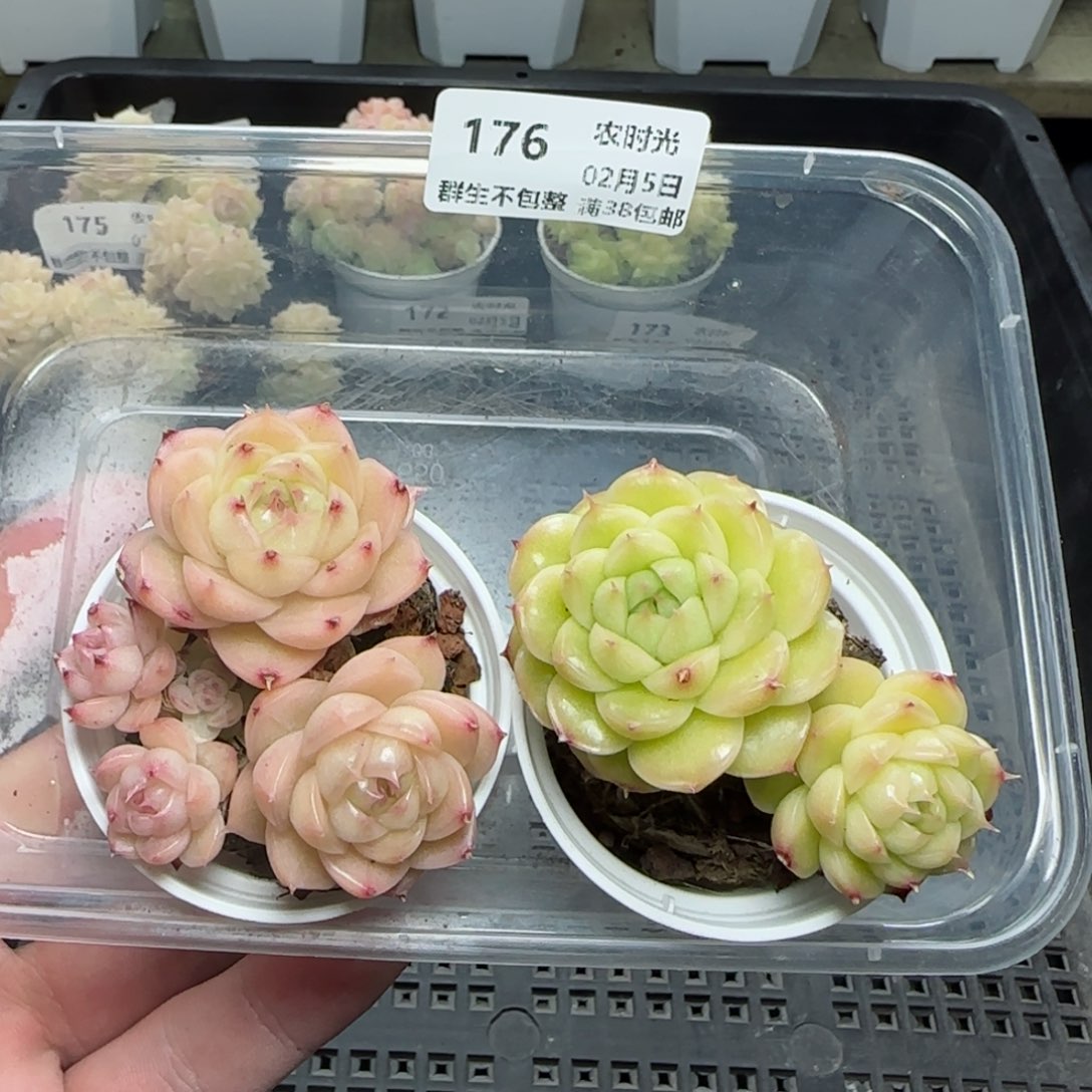 端**雪0205-176麦秆两颗