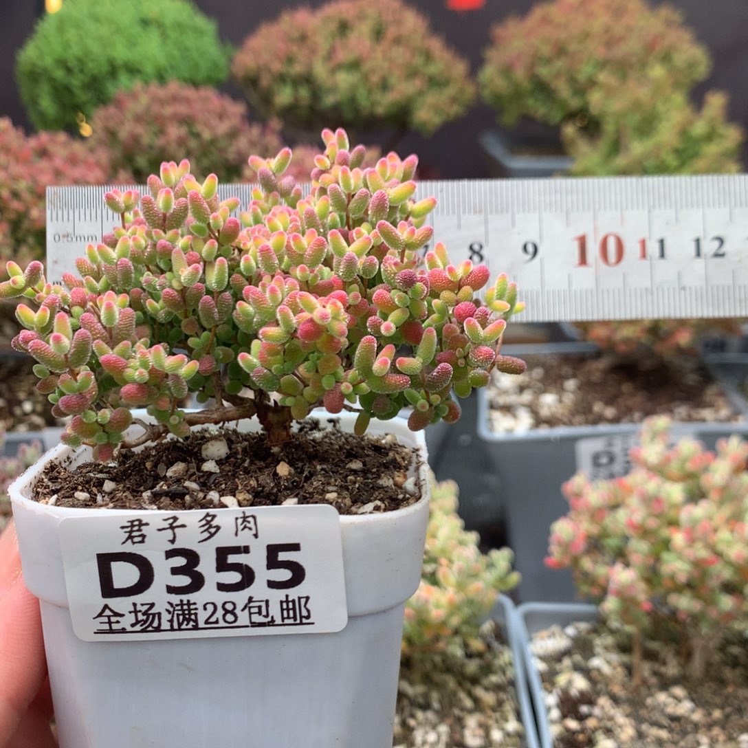355蜜橘糖球。         