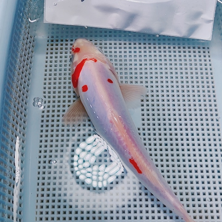 海水鱼锦鲤观赏鱼30