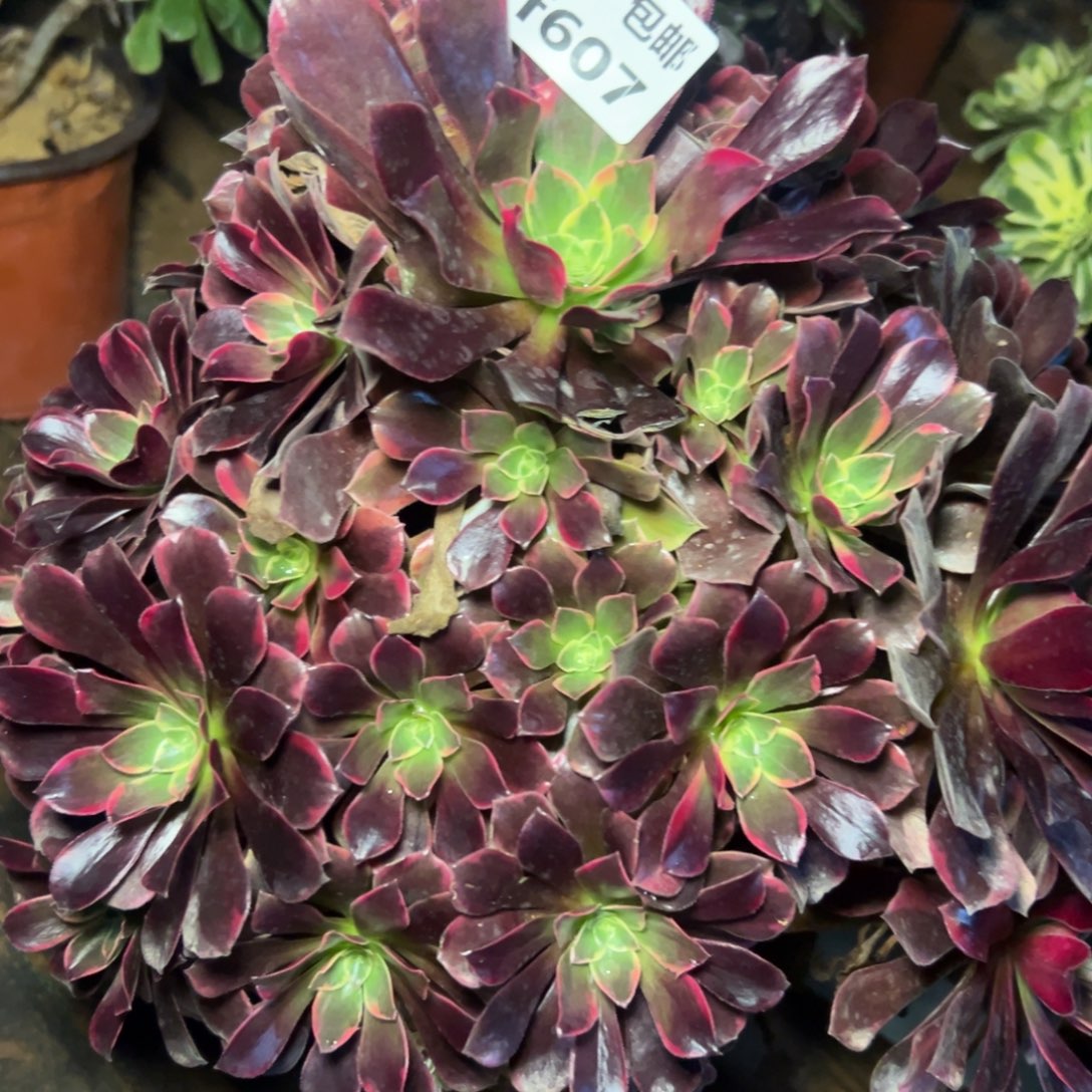 607金丝雀，满20包邮嘟叮熊