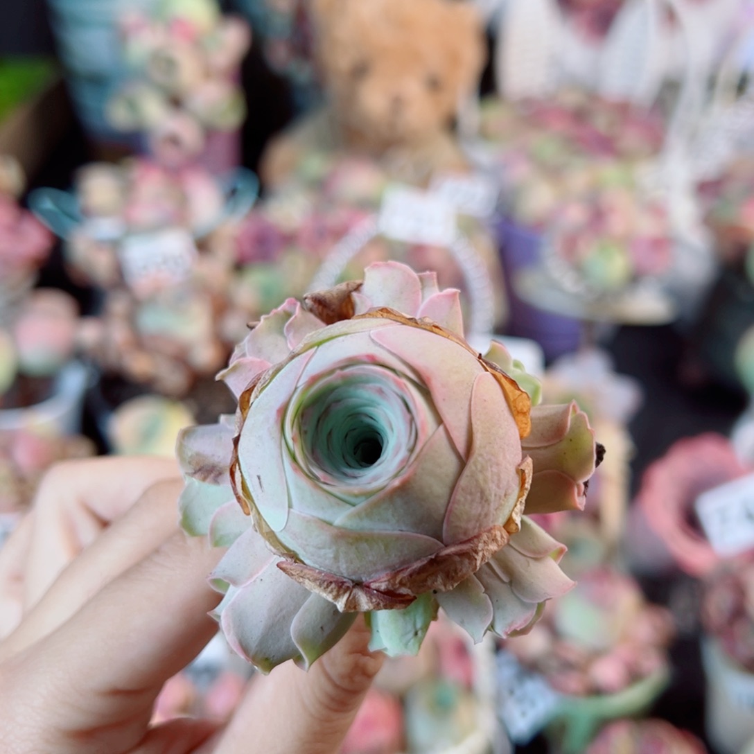 580蜜桃仙子手捧花。     