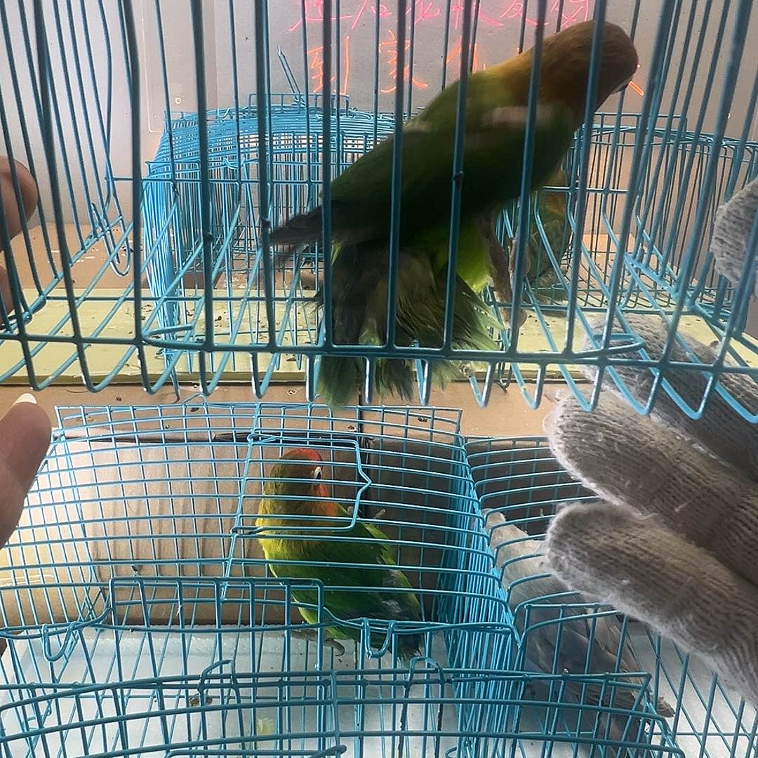 桃脸牡丹鹦鹉牡丹绿宗头