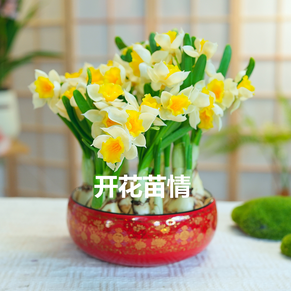 漳州水仙花水培土培室内开花办公室春节年宵花好养易活