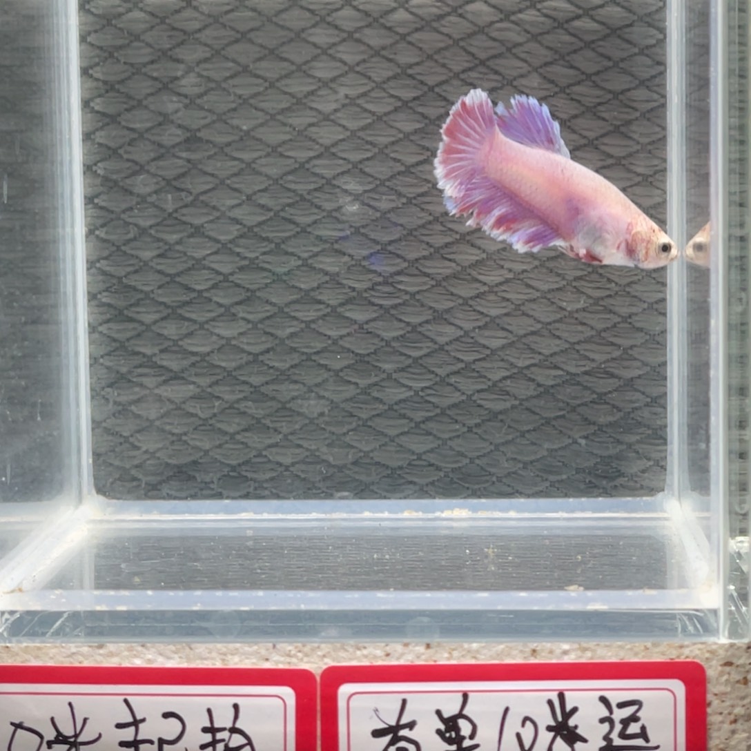 斗鱼斗鱼泰国母鱼混养