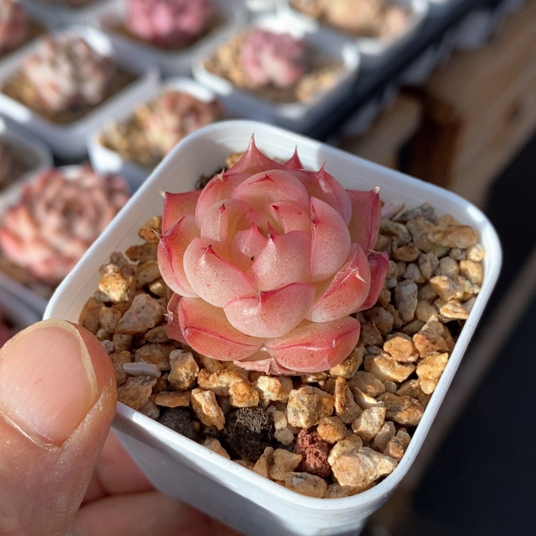 精品多肉一物一拍63