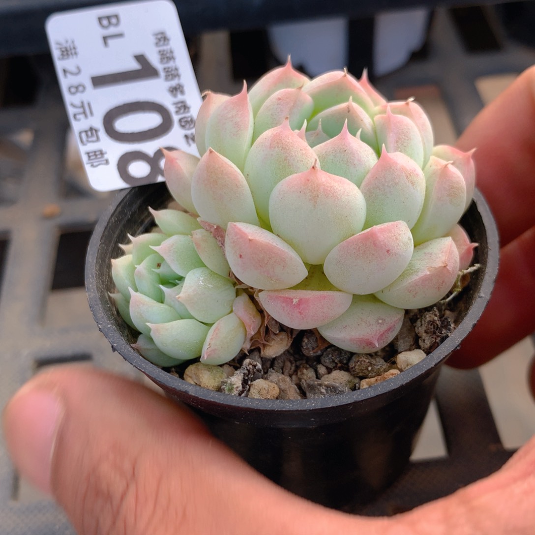 P肉萌萌5cm拇指盆精控多肉BL108