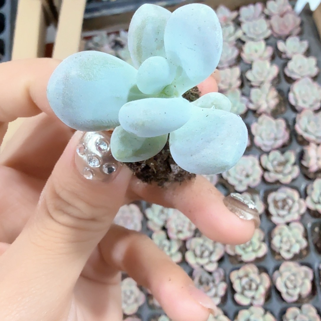 奶酪穴苗3颗一组