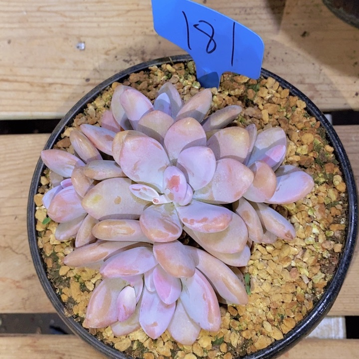 我要做自己爱你一辈子