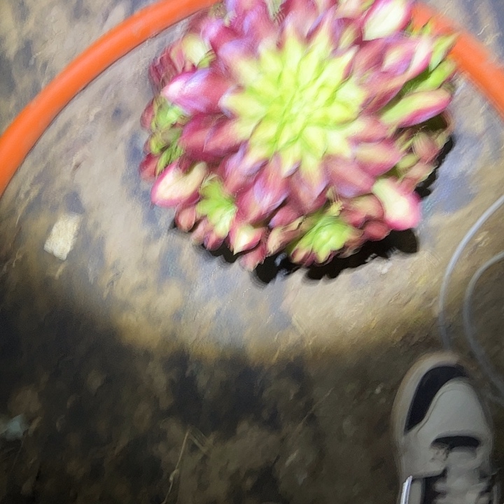 多肉法师植物链接9