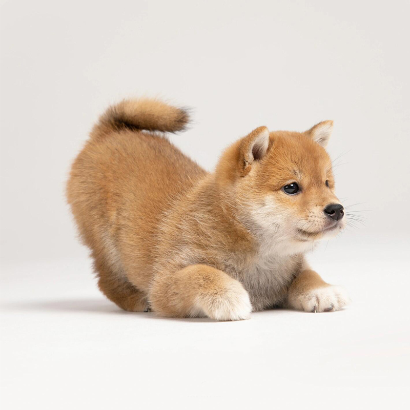 【福兜兜】纯种幼犬日系宠物狗赤色豆柴幼崽小狗活体黑柴白柴标柴