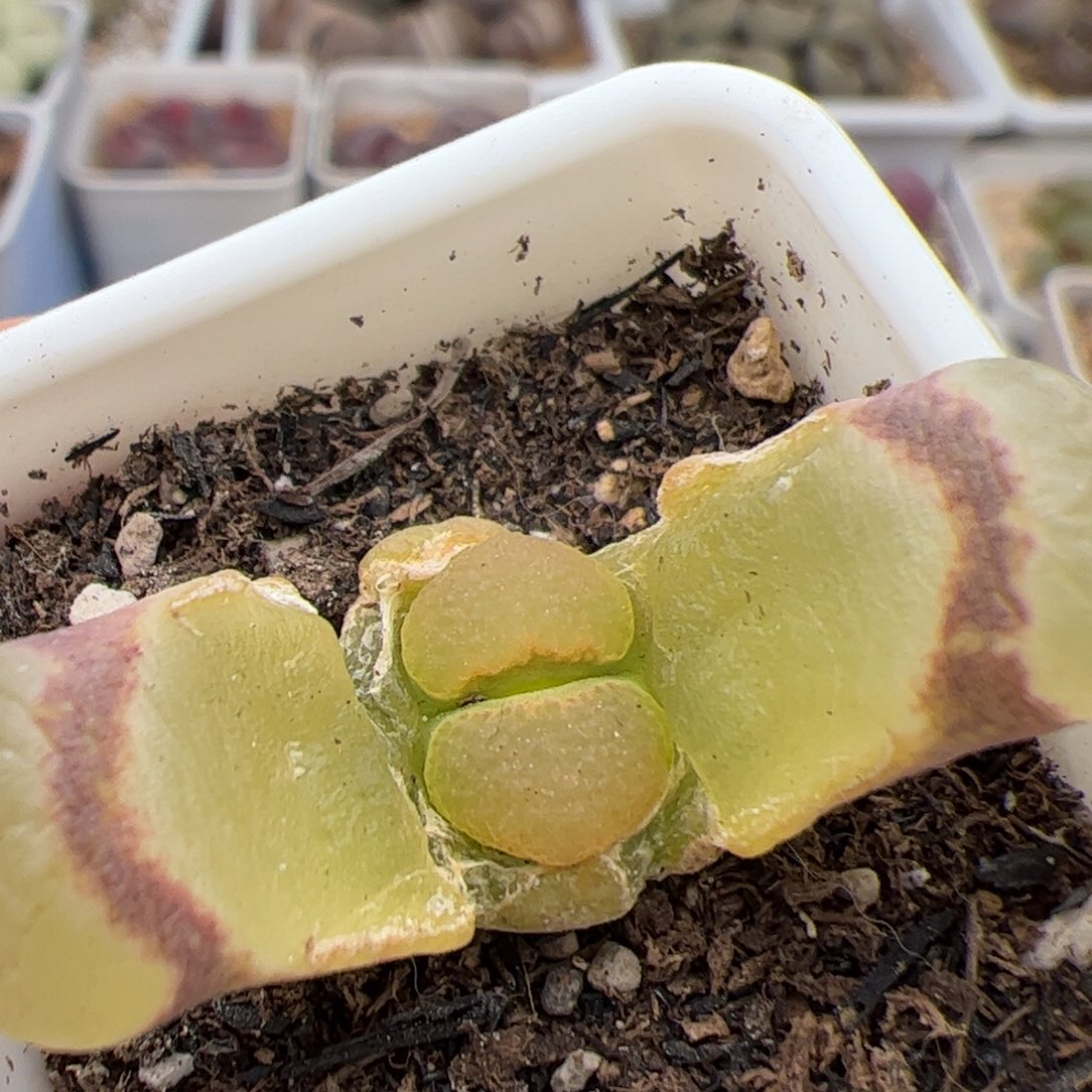 0247号风铃 多肉植物