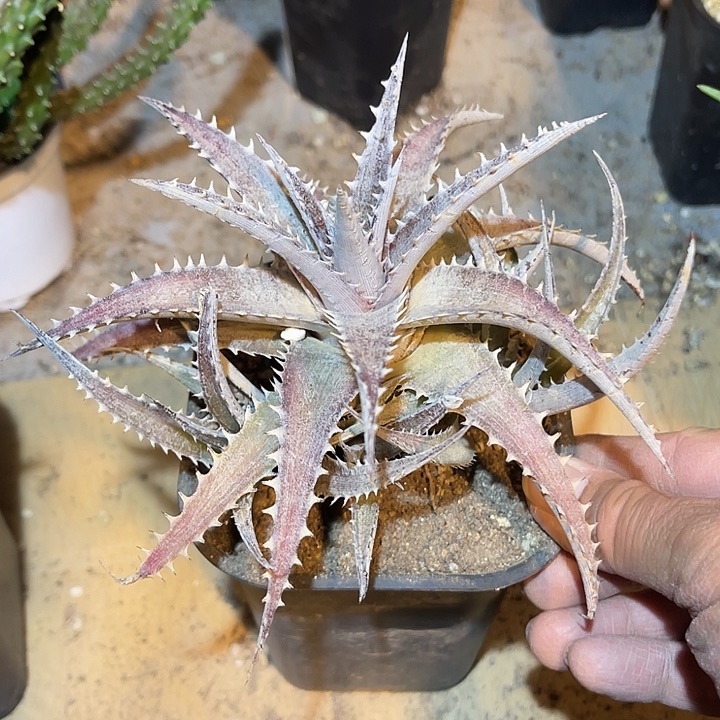 满38包邮2天凑单，脱土晾根发货多肉植物沙漠凤梨