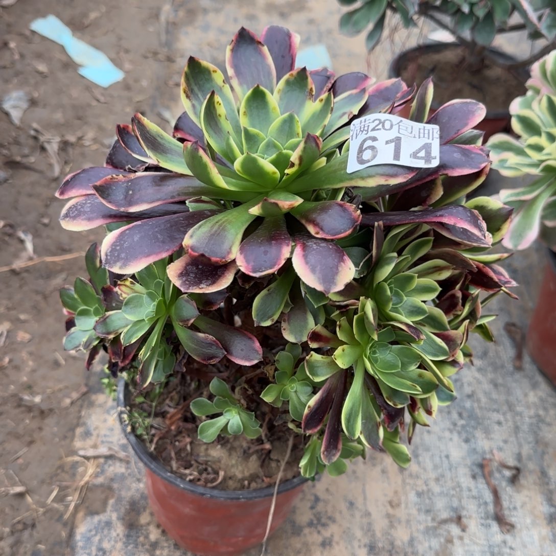 欧佳丽614满20包邮断枝不包