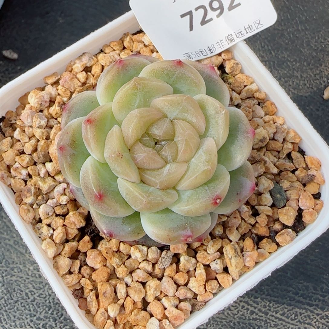 无尽灯，7292多肉植物