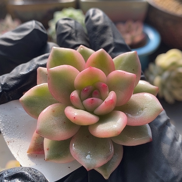 爱丽尔锦多肉植物