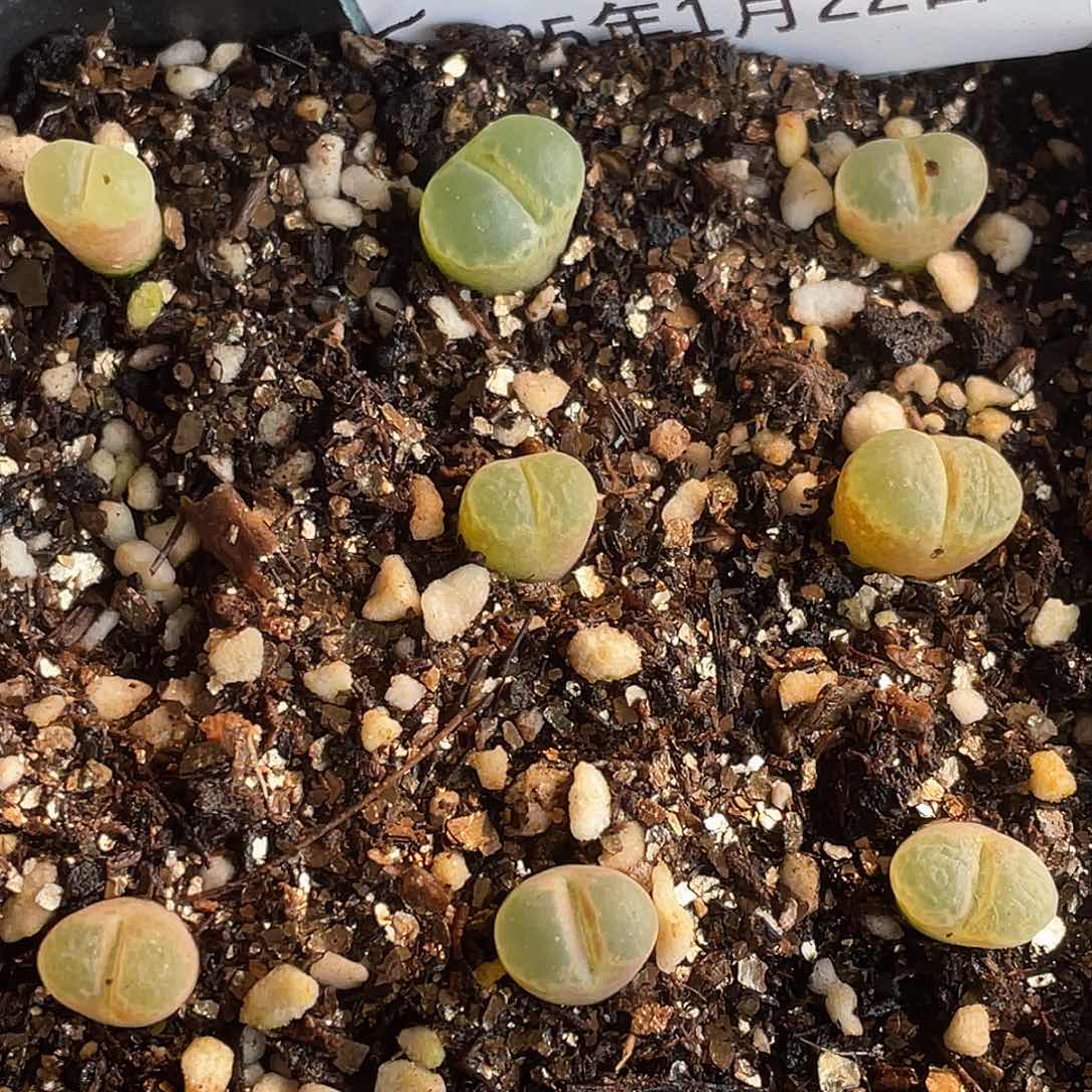 22-25樱花风铃肉锥