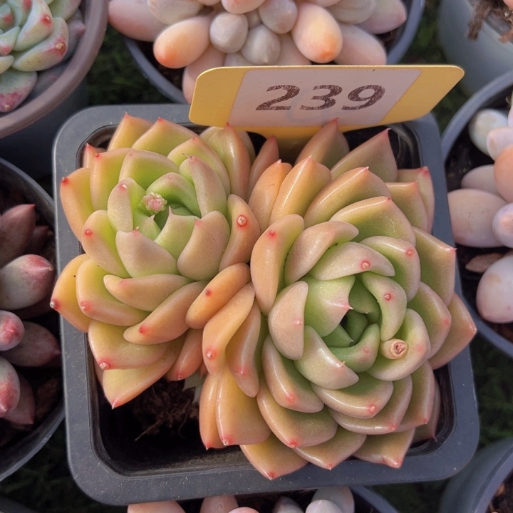 健健康康平平安安