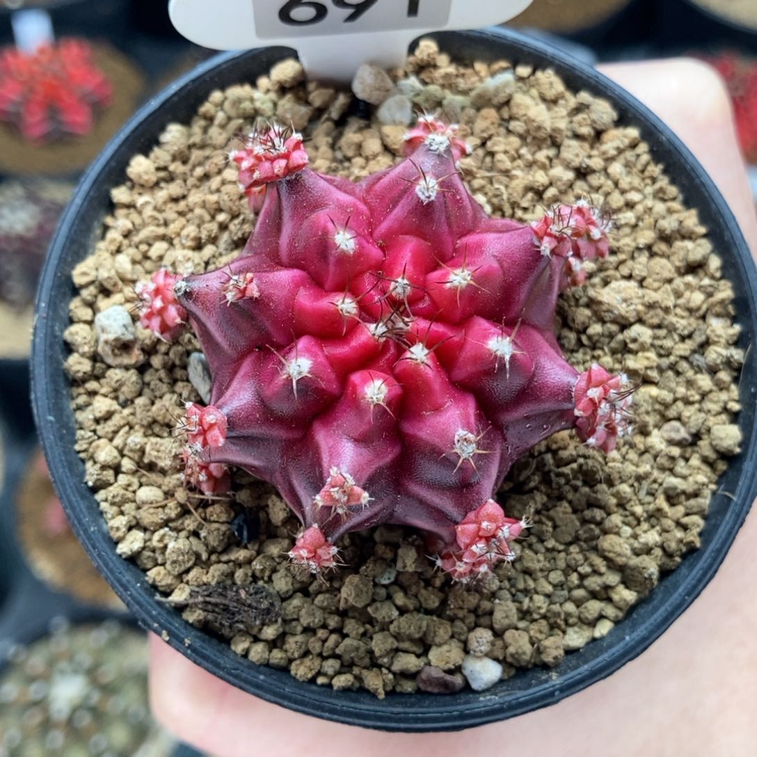 漂亮 米哈仙人球