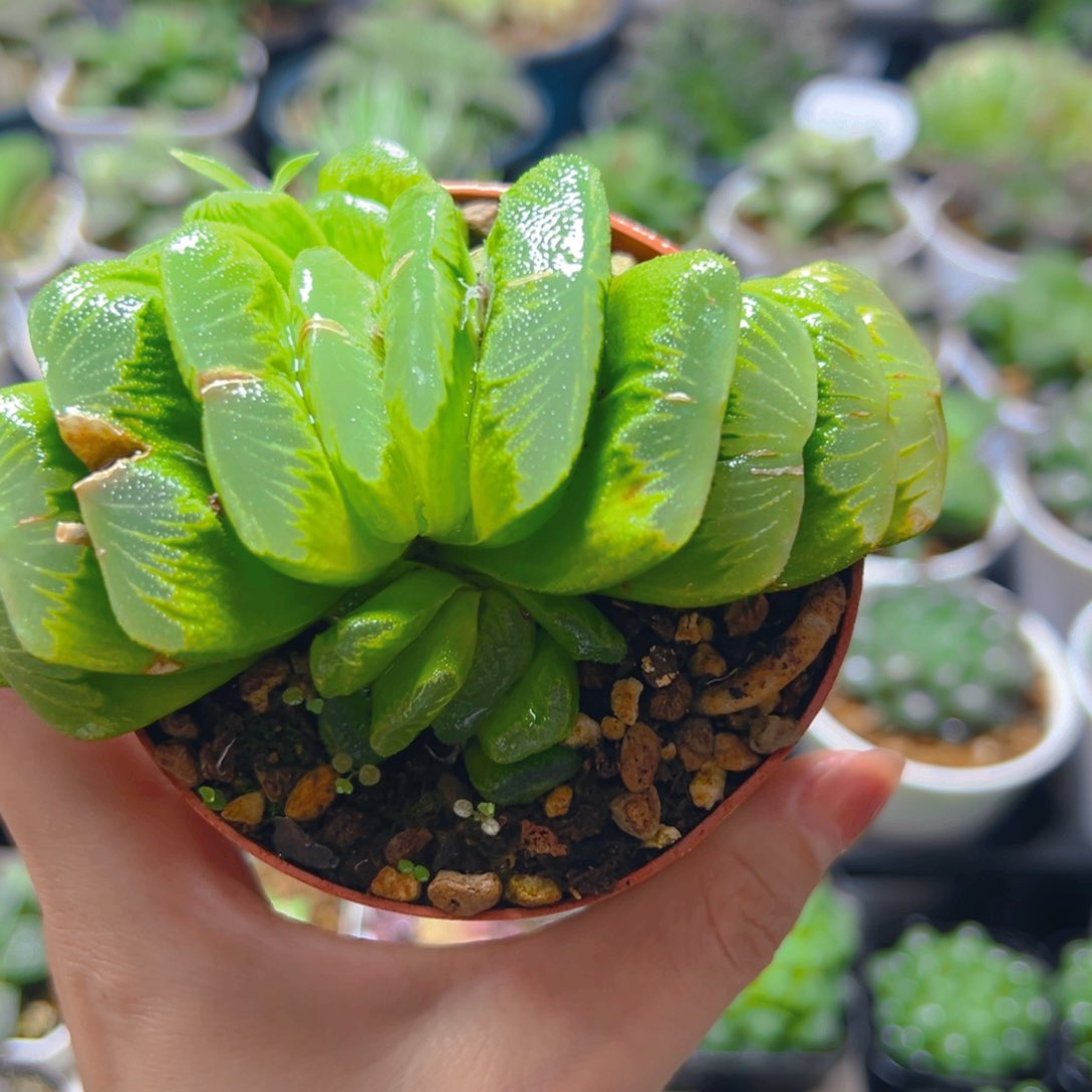 多头绿玉扇多肉多肉1