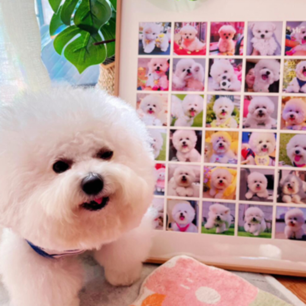 宠物相册(拍前咨询达人)