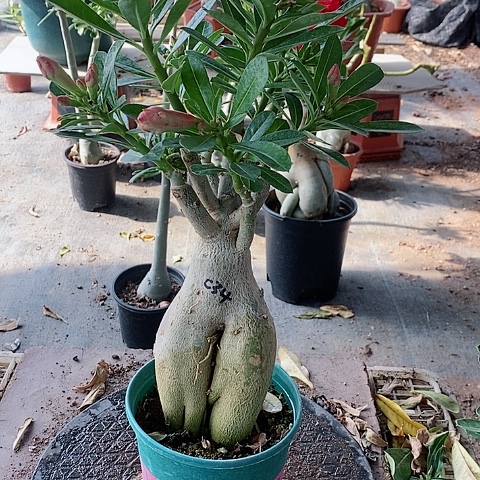 【闪购商品】无花朵用****1