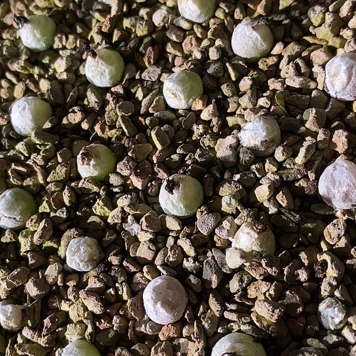 哈默灯泡一颗。    