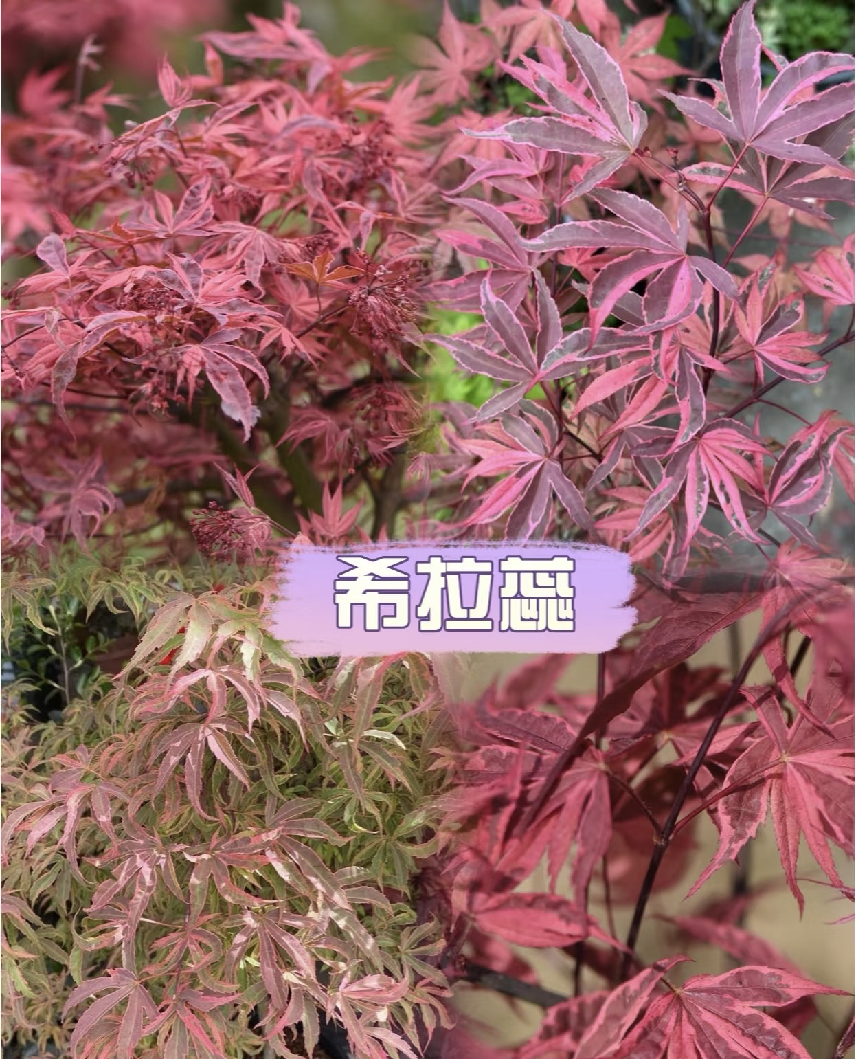 红枫 希拉蕊鸡爪戚斑 锦叶品种