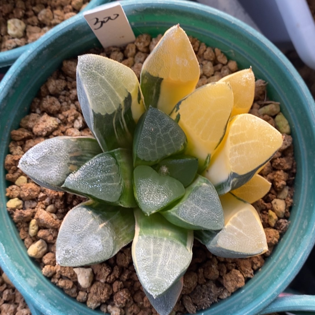 一颗实生克锦 元旦福利